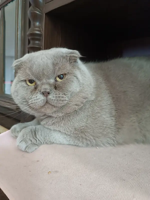 Василий - лиловый вислоухий кот