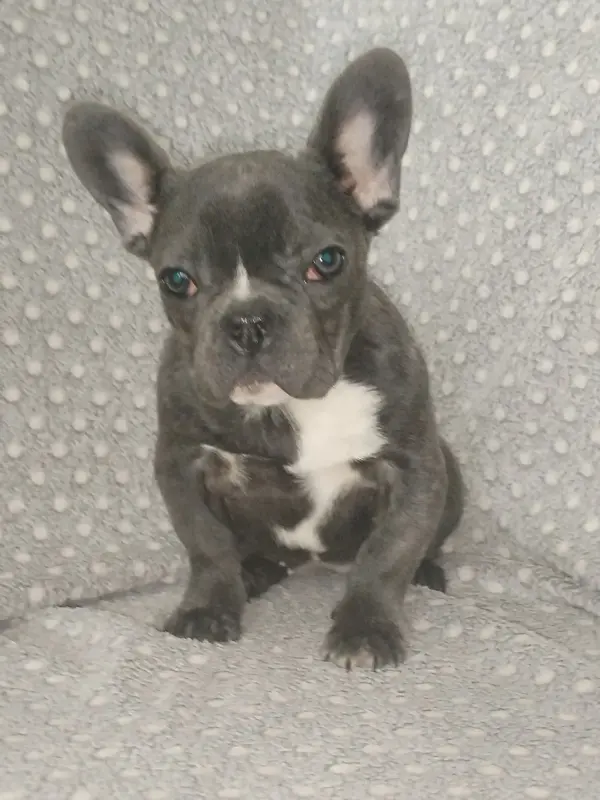 Собаки - Французский бульдог, девочка. Доставка - Вся Беларусь - Фото 2 Французский бульдог, девочка. Доставка - Вся Беларусь - 241602 - Доска объявлений Kupika.by - Фото 2