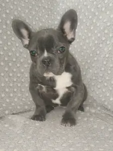 Французский бульдог, девочка. Доставка