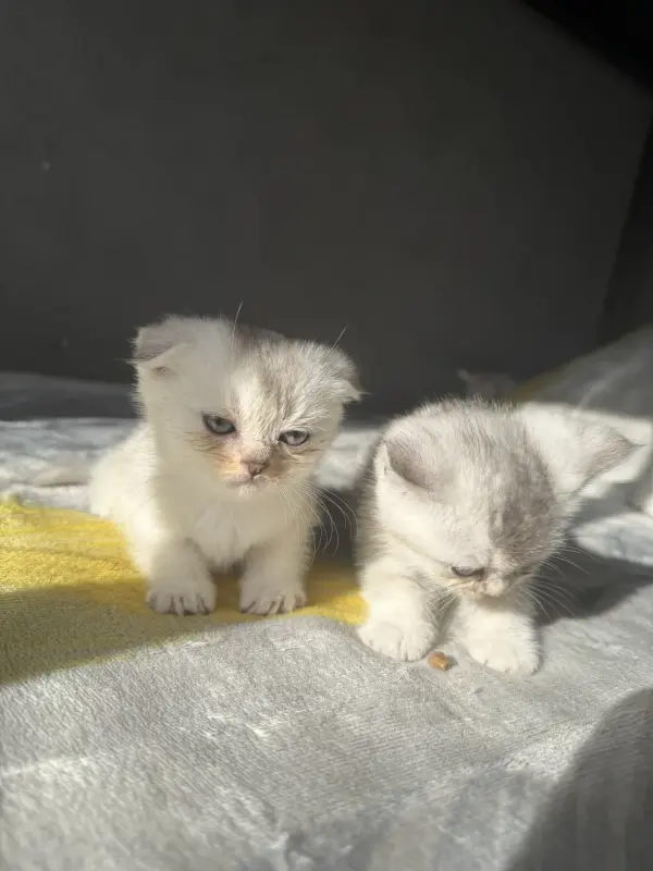 Шотландские котята - Вся Беларусь - 239778 - Доска объявлений Kupika.by - Фото 4