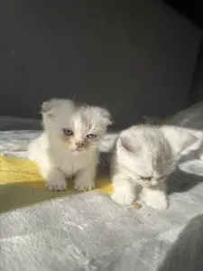 Шотландские котята