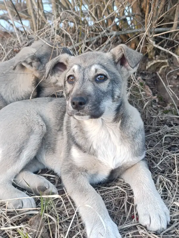 Щенки - Кировск - 239916 - Доска объявлений Kupika.by - Фото 3