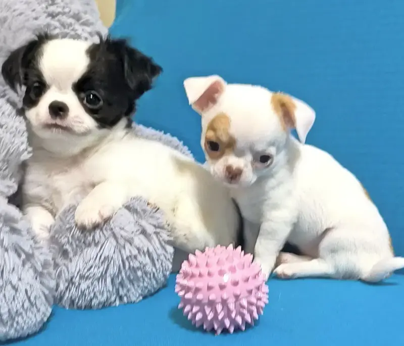 Собаки - Чихуахуа шикарный мальчик и много разных щенков - Вся Беларусь - Фото 8 Чихуахуа шикарный мальчик и много разных щенков - Вся Беларусь - 240848 - Доска объявлений Kupika.by - Фото 8