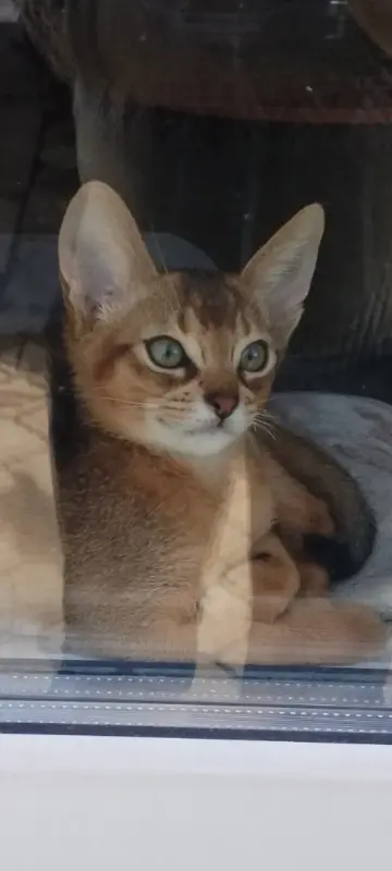 Абиссинские котята