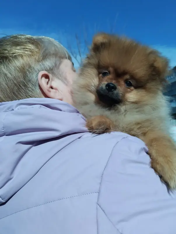 Померанский шпиц