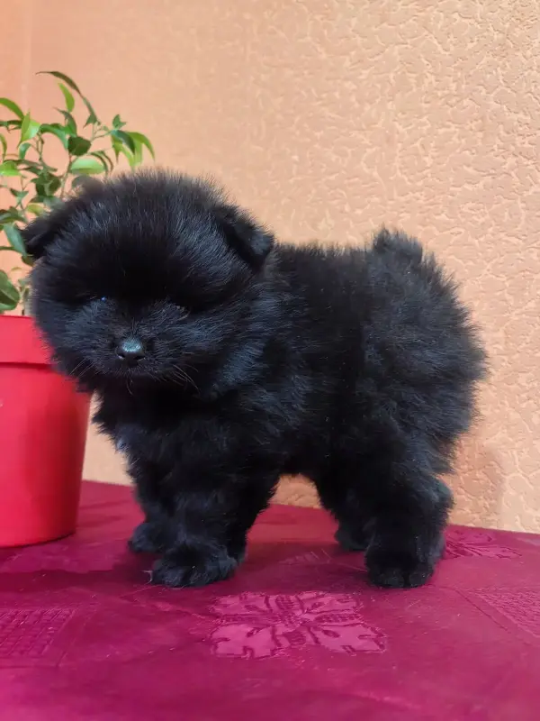 Щенок померанского шпица