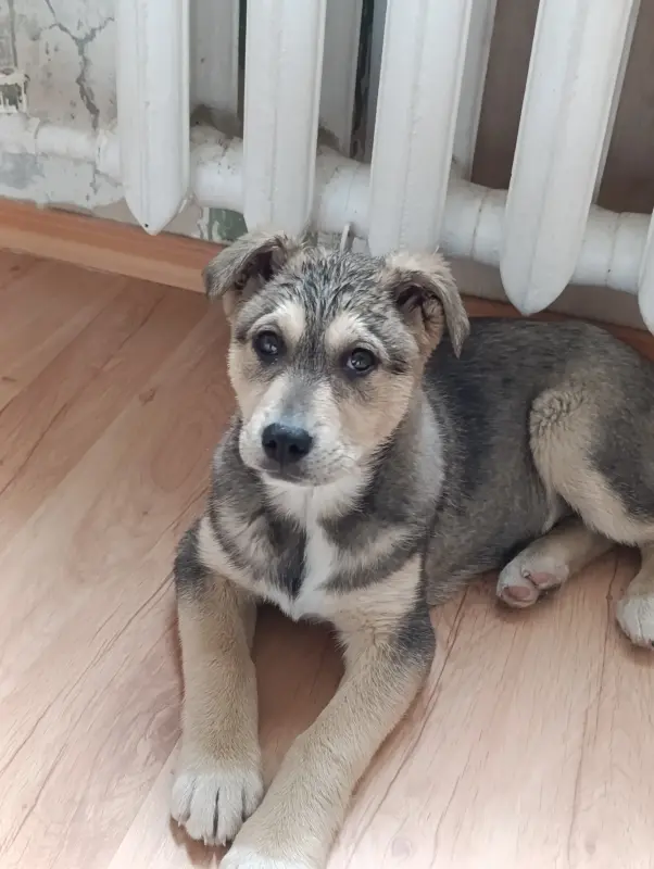 Щенок - Вся Беларусь - 238995 - Доска объявлений Kupika.by - Фото 4