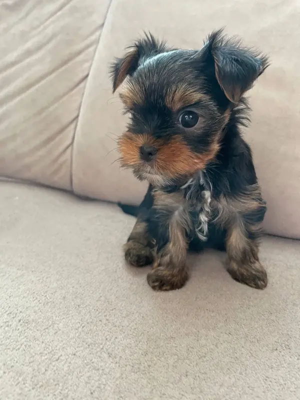 Йоркширский терьер - Вся Беларусь - 240373 - Доска объявлений Kupika.by - Фото 4