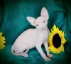 Кошки - Канадский сфинкс котята - Вся Беларусь Канадский сфинкс котята - Вся Беларусь - 240693 - Доска объявлений Kupika.by