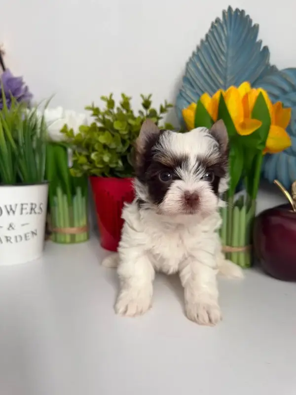 Девочка мини биро йрк естьдругие окрасы доставка