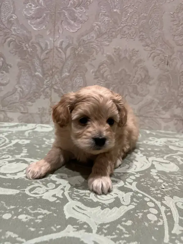 Девочка мини мальтипу ф1 доставка