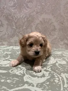 Девочка мини мальтипу ф1 доставка