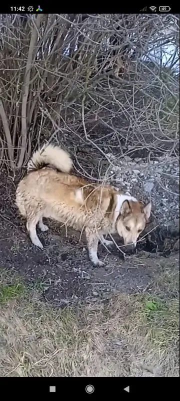 в дар молодая собачка помесь породы Вельш-корги - Вся Беларусь - 240551 - Доска объявлений Kupika.by - Фото 4