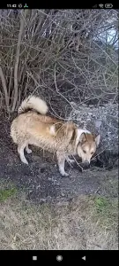 в дар молодая собачка помесь породы Вельш-корги