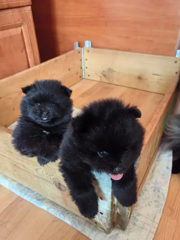 Мальчики черного померанского шпица