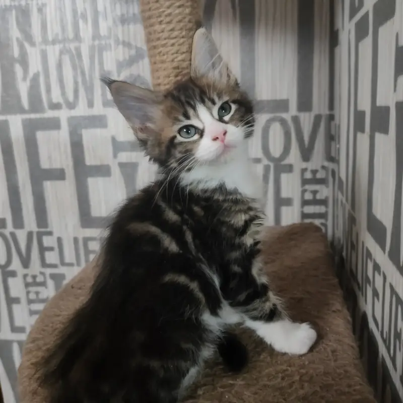 Кошечки Мейн-Кун - Вся Беларусь - 239962 - Доска объявлений Kupika.by - Фото 6