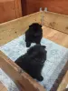 Мальчики черного померанского шпица - Вся Беларусь - 241245 - Доска объявлений Kupika.by - Фото 5