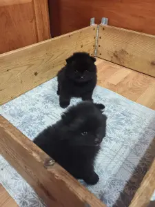 Мальчики черного померанского шпица