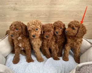 Щенок той-пуделя, девочка