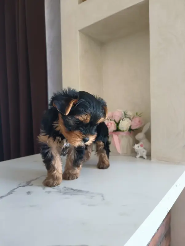 Йоркширский терьер, щенки - Вся Беларусь - 238816 - Доска объявлений Kupika.by - Фото 2