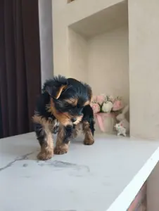 Йоркширский терьер, щенки