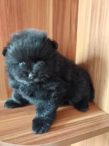 Померанский шпиц мальчик.