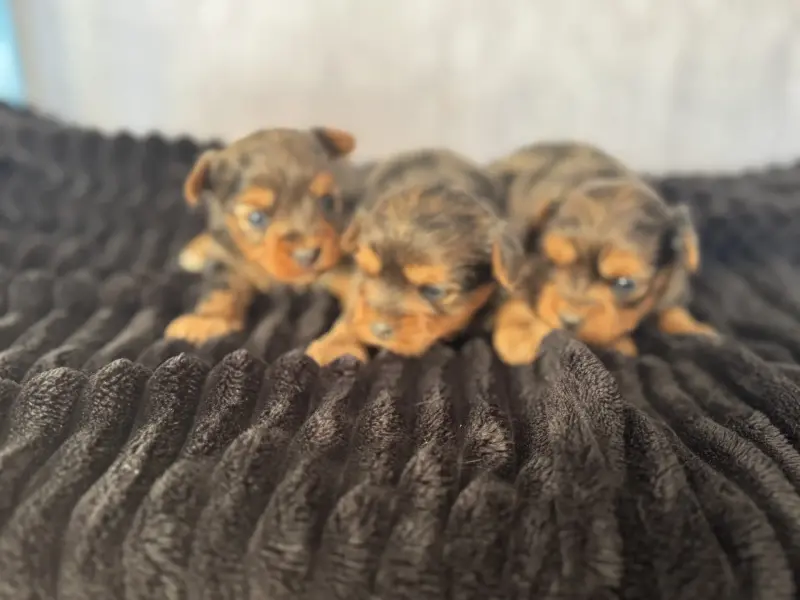 Щенки Йорка Блюмерле есть другие окрасы доставка