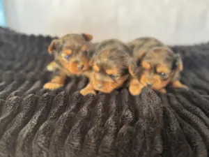 Щенки Йорка Блюмерле есть другие окрасы доставка