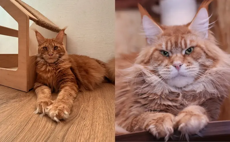 Кошки - мальчик мейн-кун - Вся Беларусь - Фото 4 мальчик мейн-кун - Вся Беларусь - 240952 - Доска объявлений Kupika.by - Фото 4