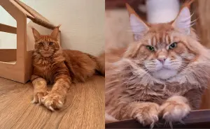 мальчик мейн-кун