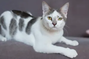 Кошка Вива - царица