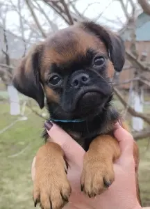 щенки пти брабансона