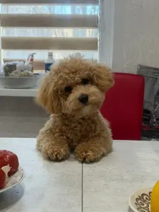 Щенки мальтипу кавапу доставка рб