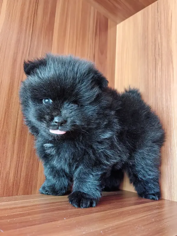 Собаки - Померанский шпиц. - Вся Беларусь - Фото 2 Померанский шпиц. - Вся Беларусь - 241292 - Доска объявлений Kupika.by - Фото 2