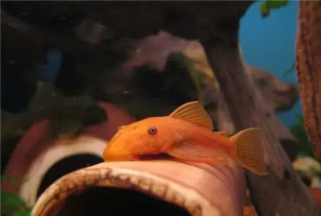 Аквариумистика - Анциструс Супер Ред - Вся Беларусь Анциструс Супер Ред - Вся Беларусь - 240284 - Доска объявлений Kupika.by