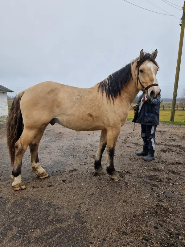 Куплю Лошадь