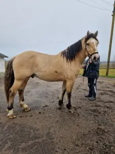 Куплю Лошадь