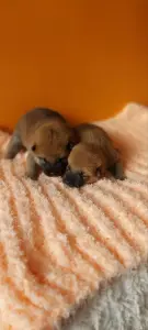 Щенки сибаину девочка и мальчик доставка