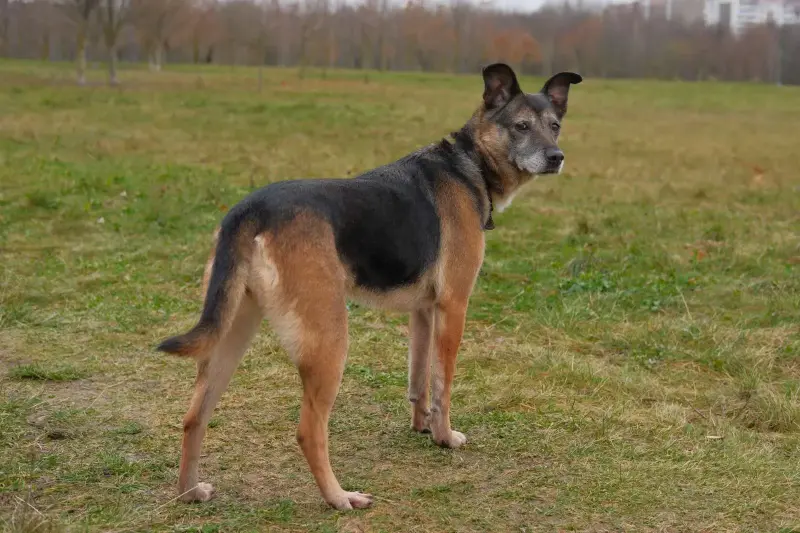 Спокойная интеллигентная собака Кира в дар - Вся Беларусь - 239055 - Доска объявлений Kupika.by - Фото 7