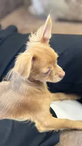 СУПЕР-ПАРЕНЬ ЧИХУАХУА