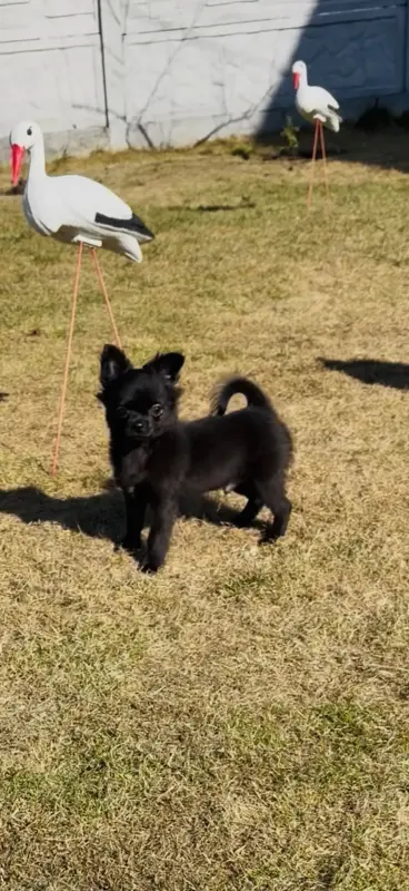 Чихуахуа - Вся Беларусь - 240265 - Доска объявлений Kupika.by - Фото 4