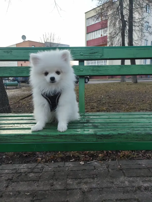 Щенки белого померанского шпица. - Вся Беларусь - 239673 - Доска объявлений Kupika.by - Фото 3