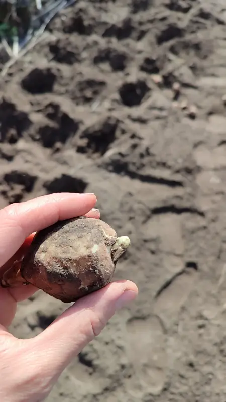 Топинамбур сортовой - Вся Беларусь - 240513 - Доска объявлений Kupika.by - Фото 6