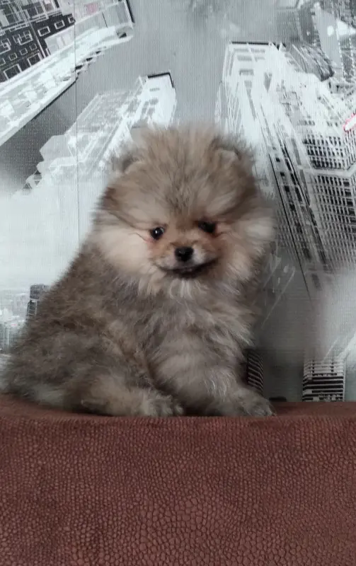 Померанский шпиц мини, щенки разных окрасов - Вся Беларусь - 239209 - Доска объявлений Kupika.by - Фото 4