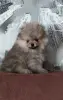 Померанский шпиц мини, щенки разных окрасов - Вся Беларусь - 239209 - Доска объявлений Kupika.by - Фото 4