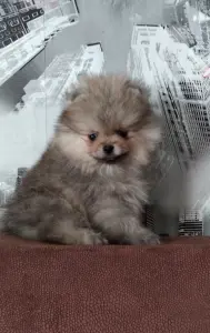 Померанский шпиц мини, щенки разных окрасов