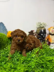 Щенки тойпуделя и тикап мини пуделя игрушки доставка