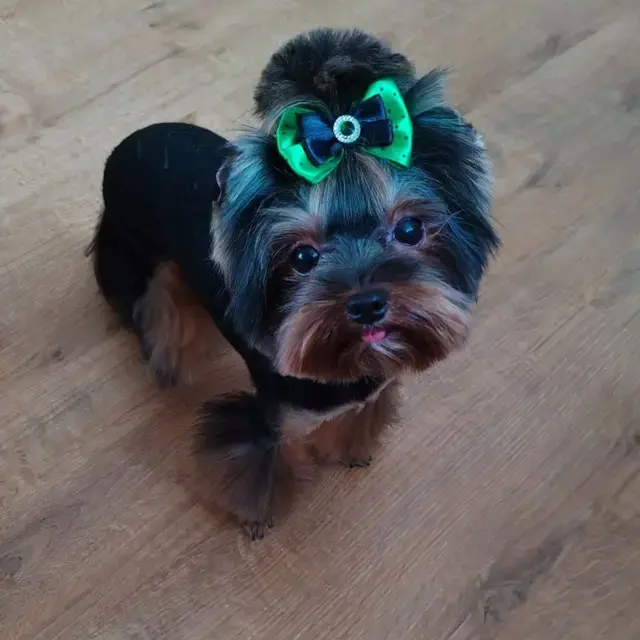 Йоркширский терьер - Вся Беларусь - 240373 - Доска объявлений Kupika.by - Фото 5