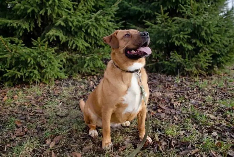 Собаки - Собака Булочка из Усыпалки в дар! - Вся Беларусь Собака Булочка из Усыпалки в дар! - Вся Беларусь - 241512 - Доска объявлений Kupika.by