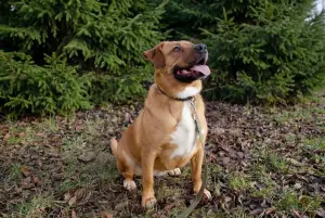 Собака Булочка из Усыпалки в дар!